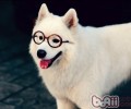 养萨摩耶犬要留意什么因素