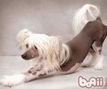 冠毛犬的喂养留意关键点