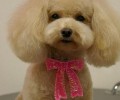 泰迪犬在美容院应当被出示的服务项目有什么