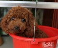 玩具贵宾犬全国各地价钱调研