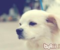 教你和宠物狗狗沟通交流