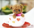 有关茶杯贵宾犬的全国各地价钱