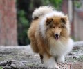 为宠物犬剪耳的方式详细介绍