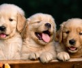 怎么知道拉布拉多犬的质量