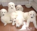 幼狗及老年人犬冬天需尤其关爱