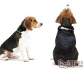 宠物犬冬天美容护肤小提示