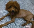 小狗头发保养及美容常识
