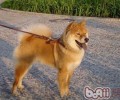 秋田犬的性格介绍