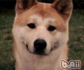 如何恰当饲养秋田犬