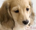 保养可卡犬耳朵里面的小方式