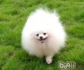 不可以给博美犬吃什么食物