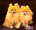 能给博美犬吃甜吗