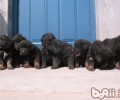 藏獒幼犬购买常见问题
