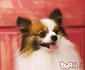 蝴蝶犬的发源与外观设计特点