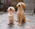 金毛能吃面条吗