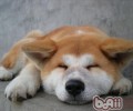 为秋田犬修毛的小窍门