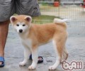 秋田犬有口臭怎么除去