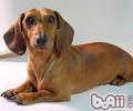 腊肠犬的性格特征详细介绍