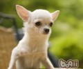 购买吉娃娃犬的常见问题