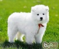 【检测】工薪族的你合适养什么狗
