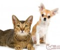 【检测】你合适养宠物還是养小猫