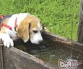 狗狗不喝水的解决方案
