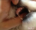 为小狗做牙齿护理的常见问题