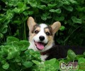 柯基犬比赛前如何美容保养