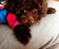 泰迪犬的喂养及保养体会心得