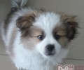 如何协助蝴蝶犬安全越冬