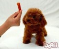 泰迪犬头发退色主人家应该怎么做