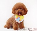 泰迪犬毛退色难题分析