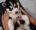 必须给宠物犬补铁吗