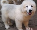 如何解决小狗死毛