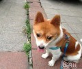 详细介绍宠物犬的皮脂腺专业知识