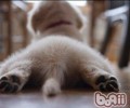 了解小狗的肛门腺