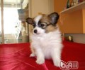被犬猫弄伤后需引起重视