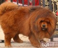 如何认真与小狗沟通交流