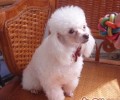 宠物犬在各季的生长习性管理方法