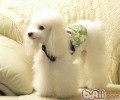 冬季饲养vip有什么窍门