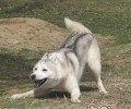 金毛八个月大该怎么饲养