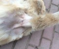 枷锁对宠物犬的安全隐患