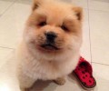 宠物犬拖运特别注意哪些