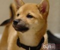 选择幼狗食材的常见问题