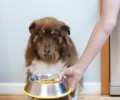 喂养老龄化犬的10条提议