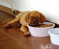 犬粮开封市后该怎样存储