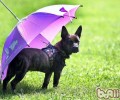 回绝湿冷，多雨小狗外出小技巧
