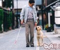 正确对待人们的最好的朋友——导盲犬