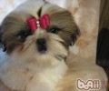 饲养西施犬的常见问题