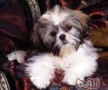 西施犬在冬天畏冷吗
